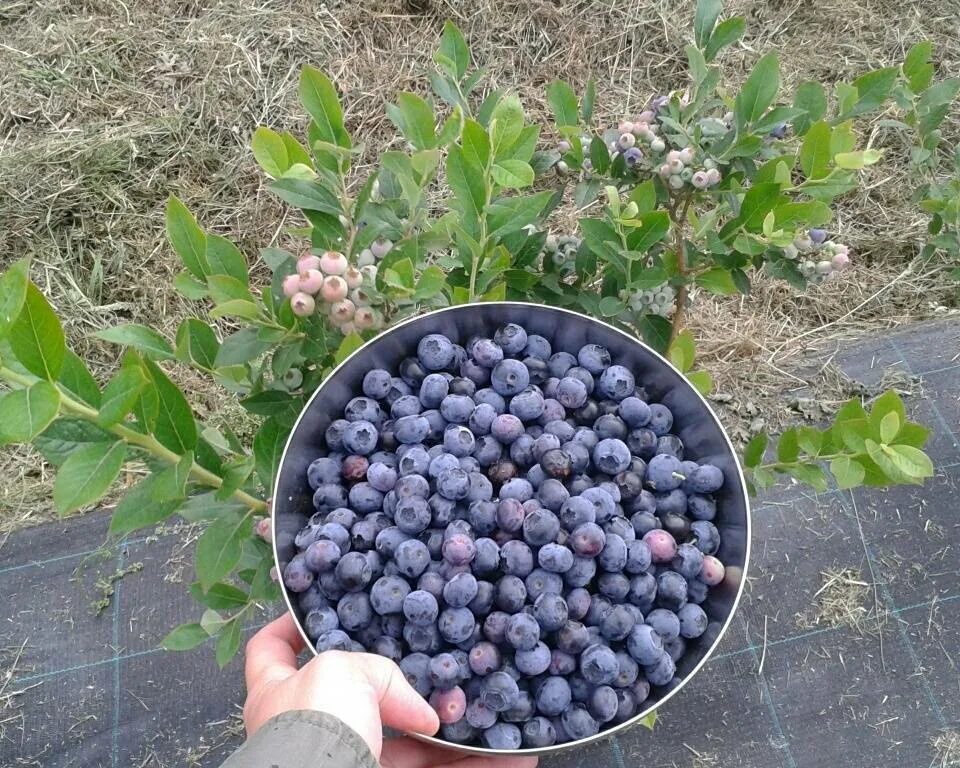 Саженцы черники садовой. Голубика сорт Спартан. Голубика высокорослая Торо. Черника Спартан. Голубика Атлантик.