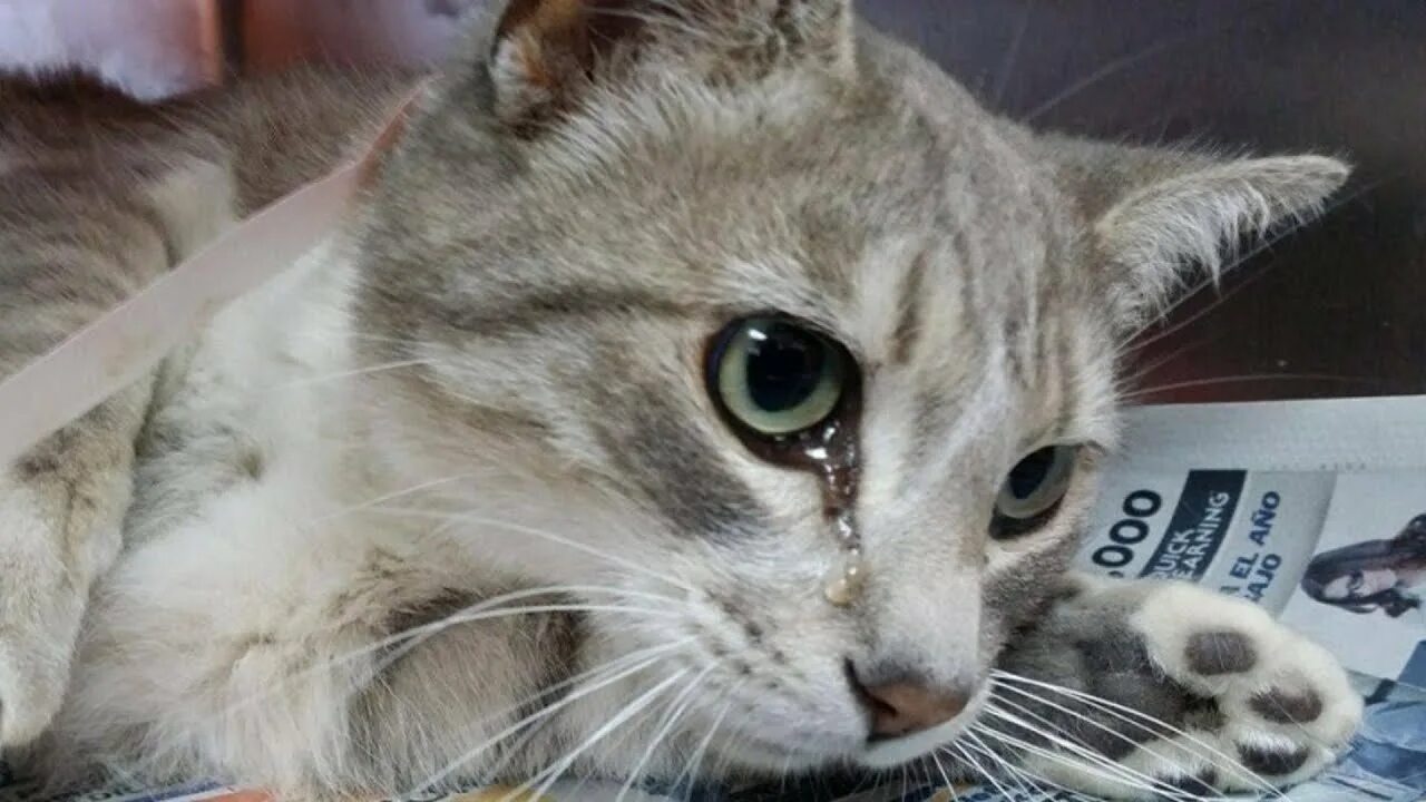 Кошак плачет. Маленький котенок плачет. Плачущие котята. Котик плачет фото. Котенок со слезами.
