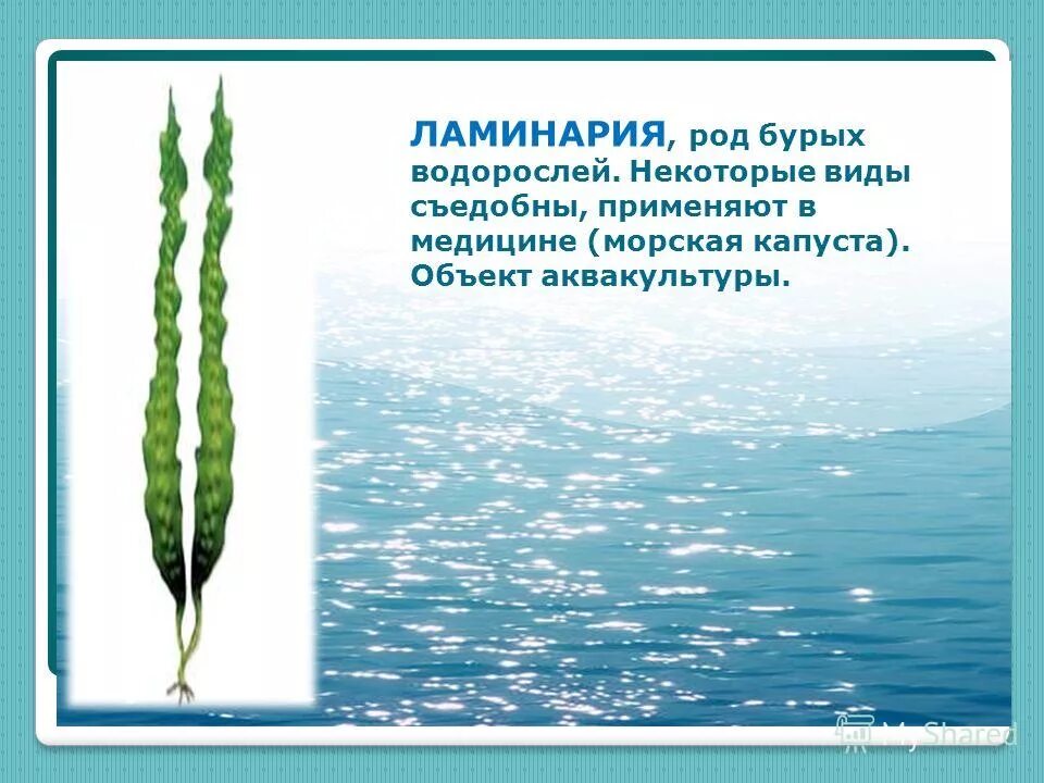 морская капуста ламинария содержит йод. ламинария текст. хлорофилл разных групп водорослей. ламинария текст.