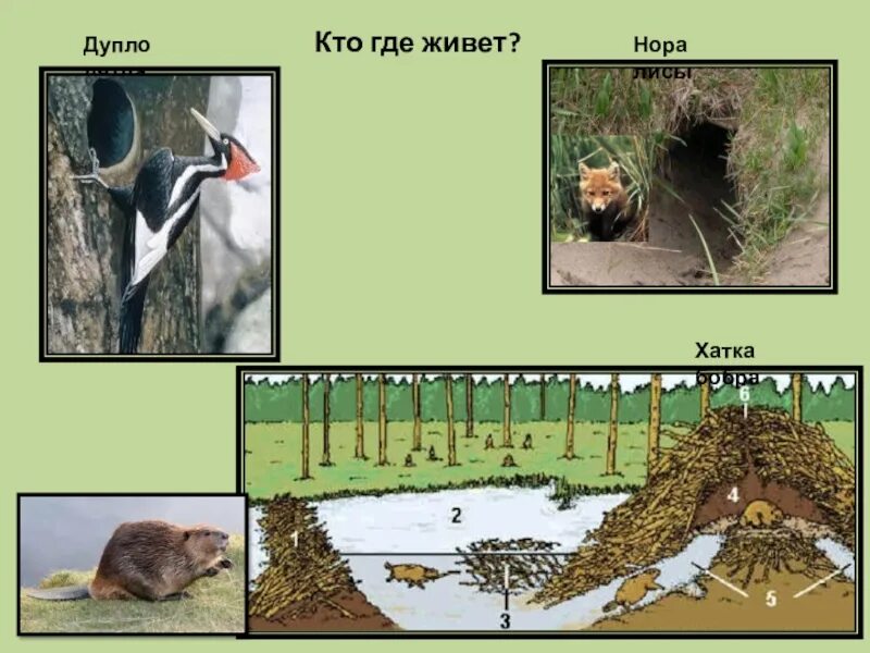 Где живет информация. Кто где живет. кто где живёт животные. кто живет в норе. презентация жилища животных 1 класса.