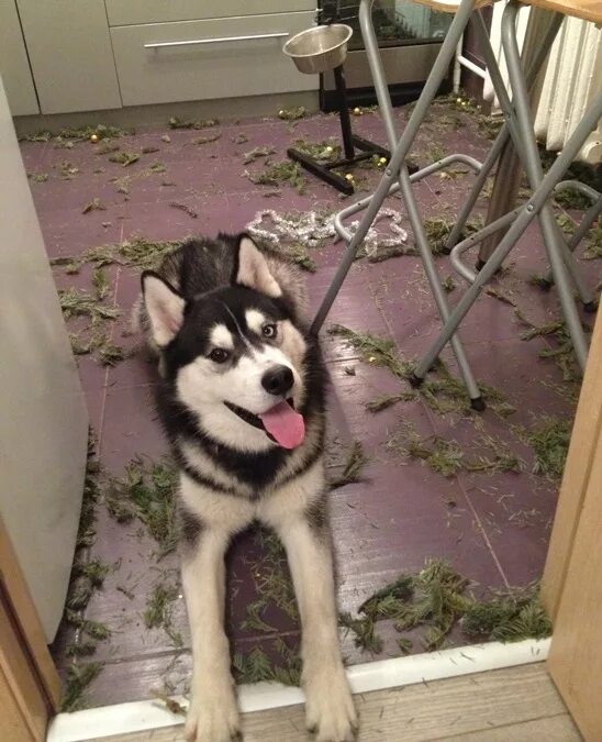 Щенок хаски в квартире. Можно ли хаски в квартиру. Можно ли хаски в квартиру. Можно ли хаски в квартиру. Хаски собака в квартире.