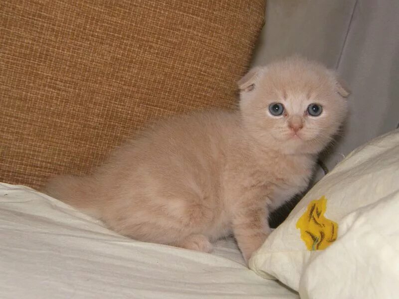 шотландская кошка прямоухая персиковая. скоттиш фолд кот персиковый. скоттиш-фолд шотландская вислоухая бежевая. скоттиш фолд персиковый. шотландский скоттиш фолд персиковый.