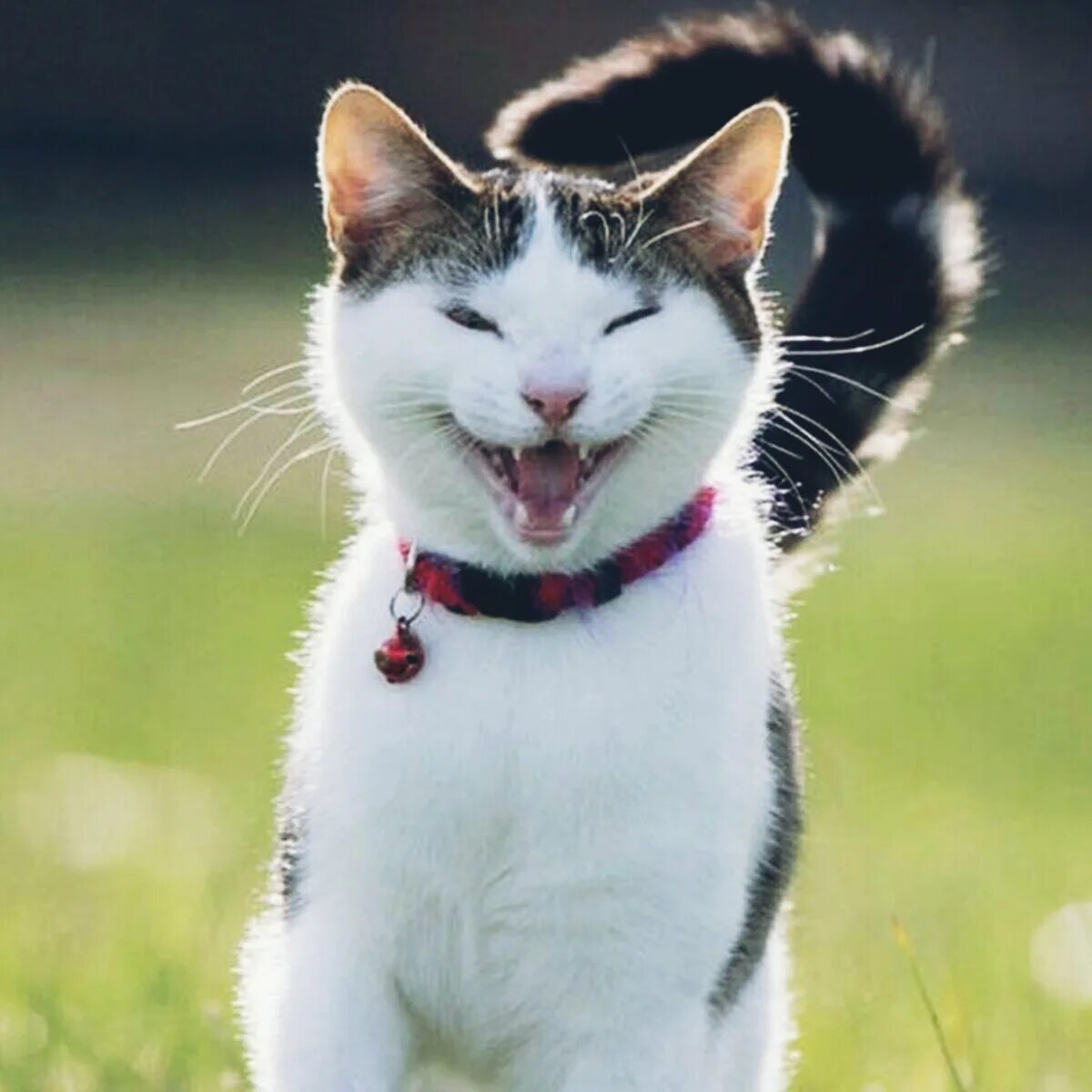 Кот смеется. Радостный кот. Счастливый кот. Смешные кошки. Веселые кошечки