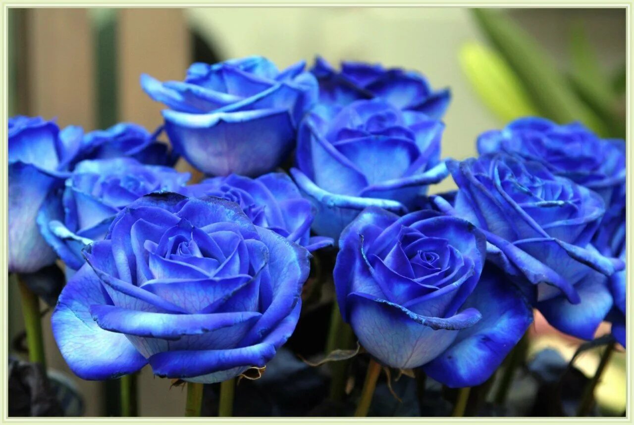 Голубые розы Сантори.