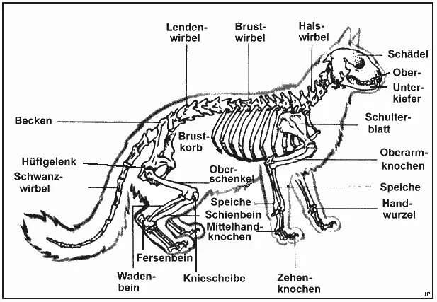 Анатомия кошки. Скелет кошки. Скелет кошки строение с описанием. Скелет кота анатомия.