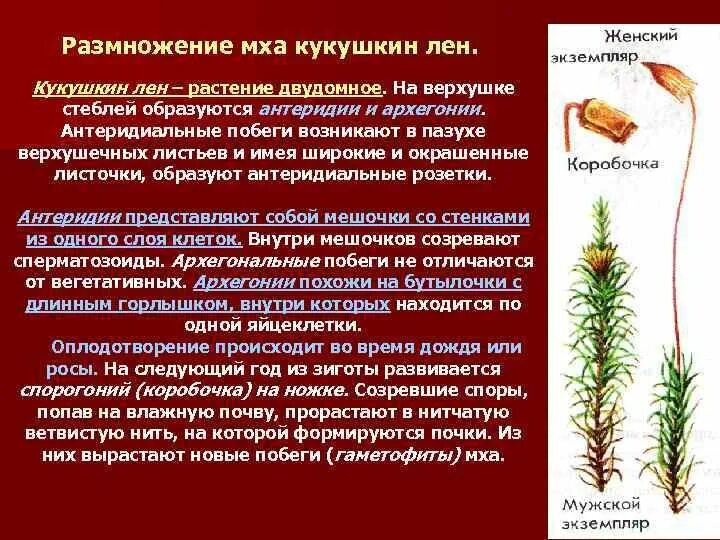 Высшие споровые растения_Отдел Моховидные