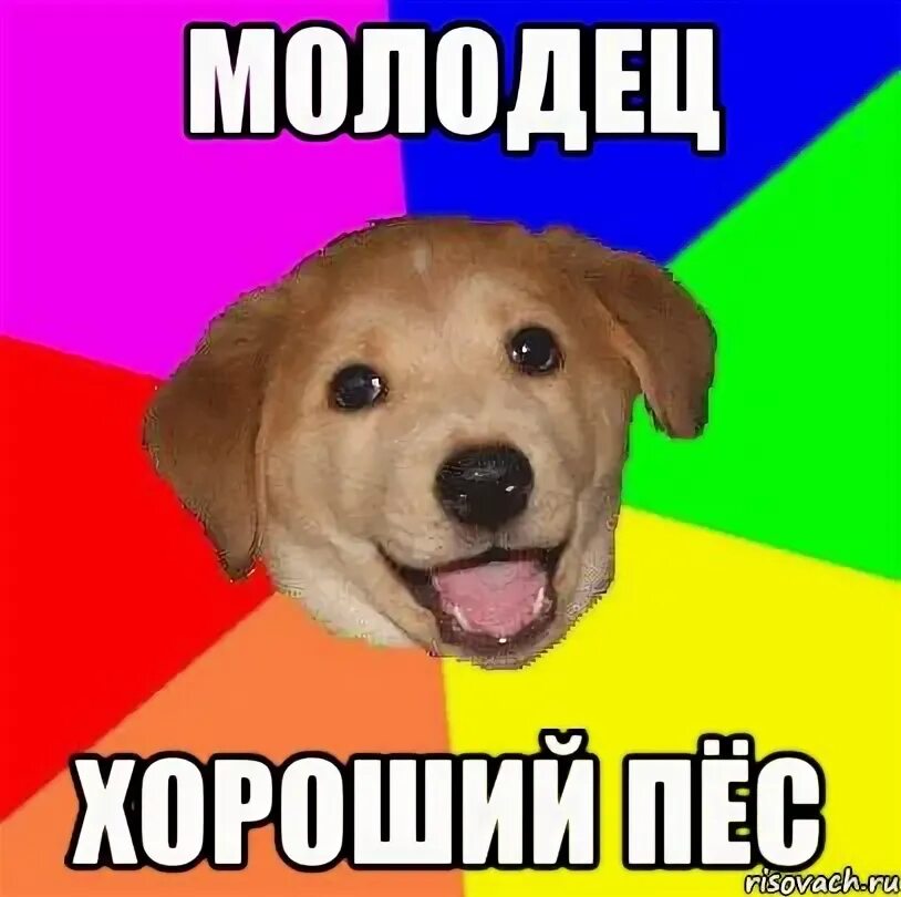 Стикеры 101 далматинец вк. Картинка молодцы с животными. Собаку гладят по голове. Ты супер картинки. Собака идет рисунок.