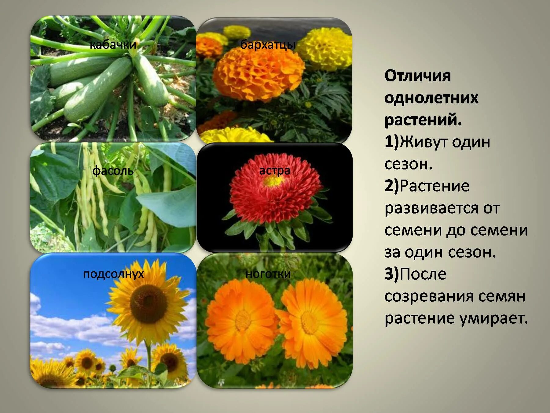 Однолетние двулетние и многолетние травы. Однолетние и двулетние растения. Двулетние цветковые растения. Однолетние и многолетние растения. Однолетние и двулетние растения.