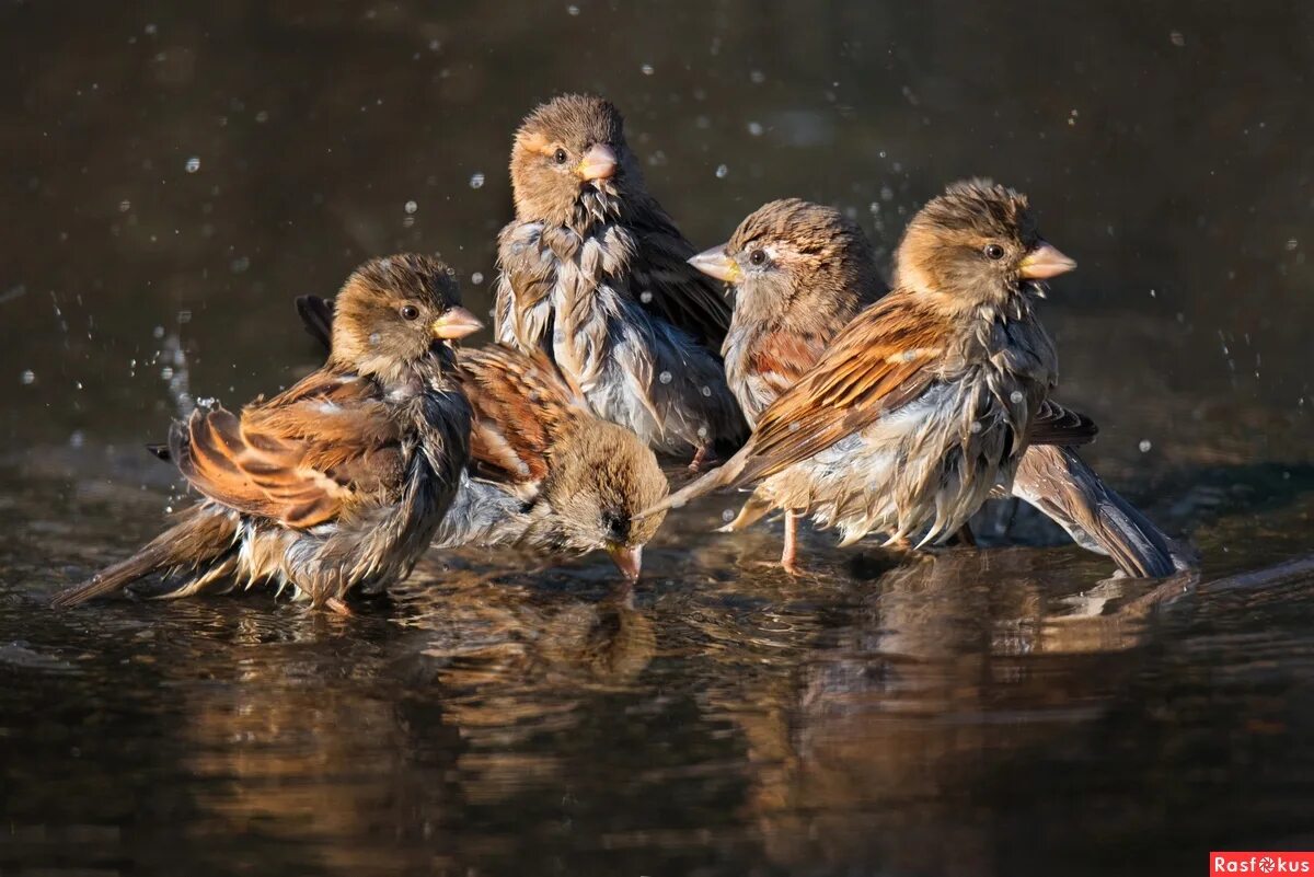 птицы купаются. голубь в луже. птицы в луже. птицы весной. птицы купаются в луже.