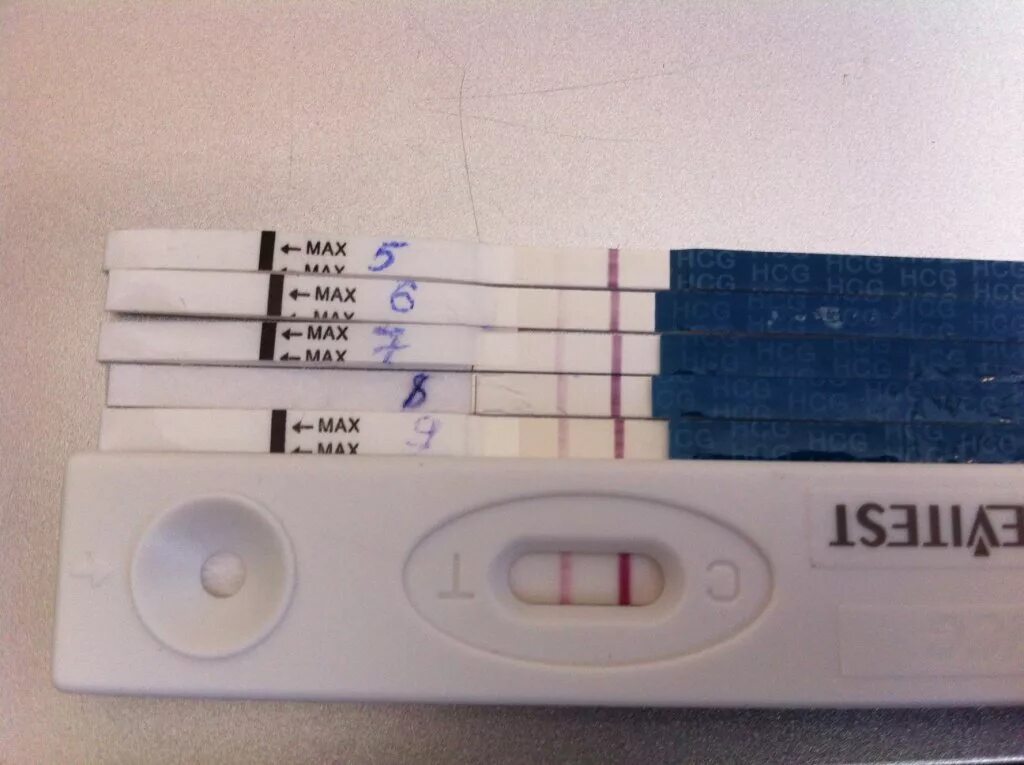 Тесты на беременность после переноса 5. Эвитест на 5 ДПП. 5дпп Эви. 4 ДПП тест эвитест. 8 ДПП эвитест.