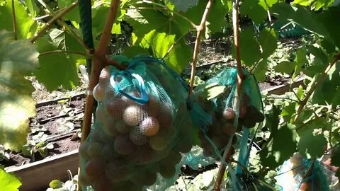 Виноград хамелеон отзывы