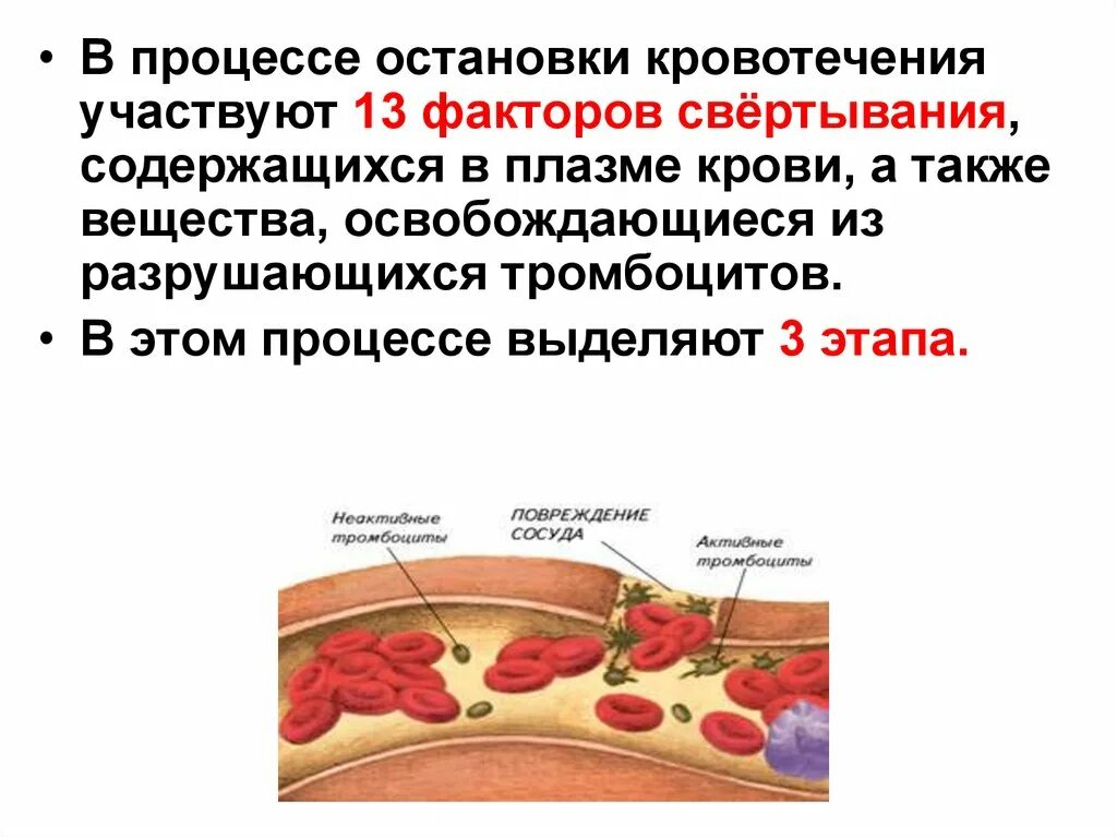 Участвует в процессах свертывания крови