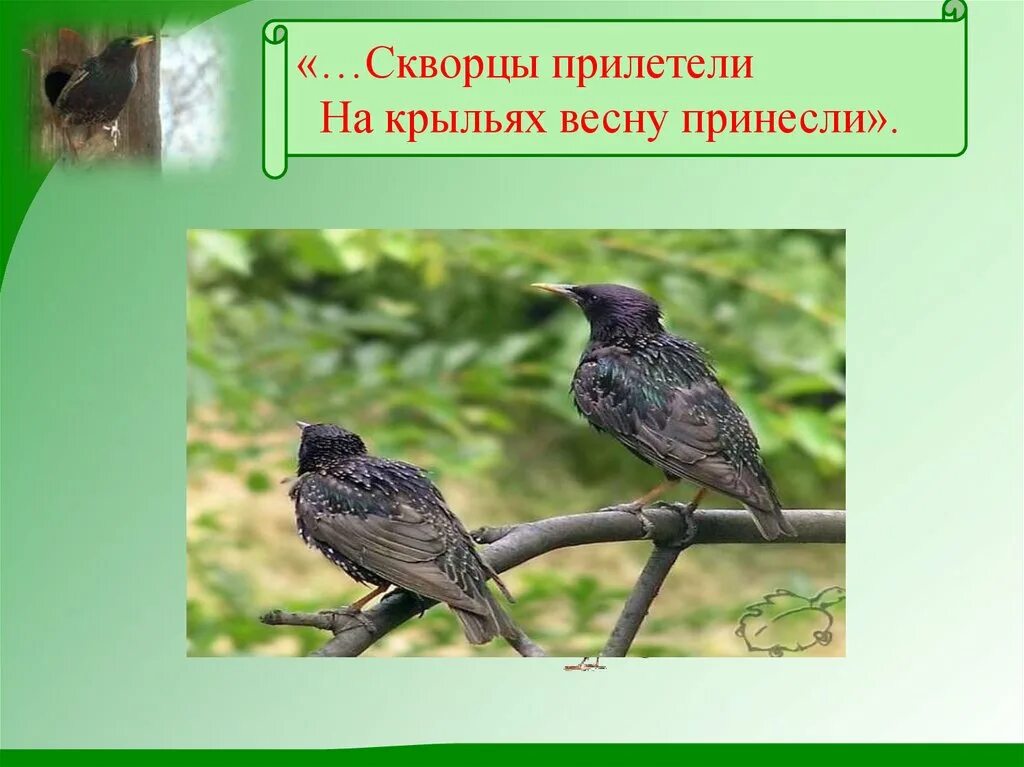 Какие птицы прилетают весной первыми 2 класс. Скворцы. Скворцы прилетели. Скворцы прилетают весной.