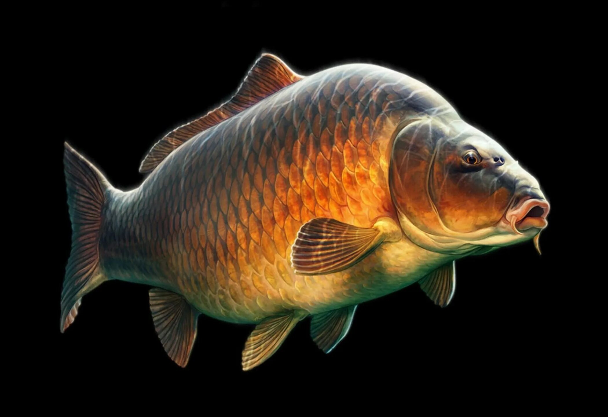 карп сазан толстолобик. карп обыкновенный – cyprinus carpio. сиамский императорский карп. сазан (cyprinus carpio). сазан (= карп обыкновенный) – cyprinus carpio.