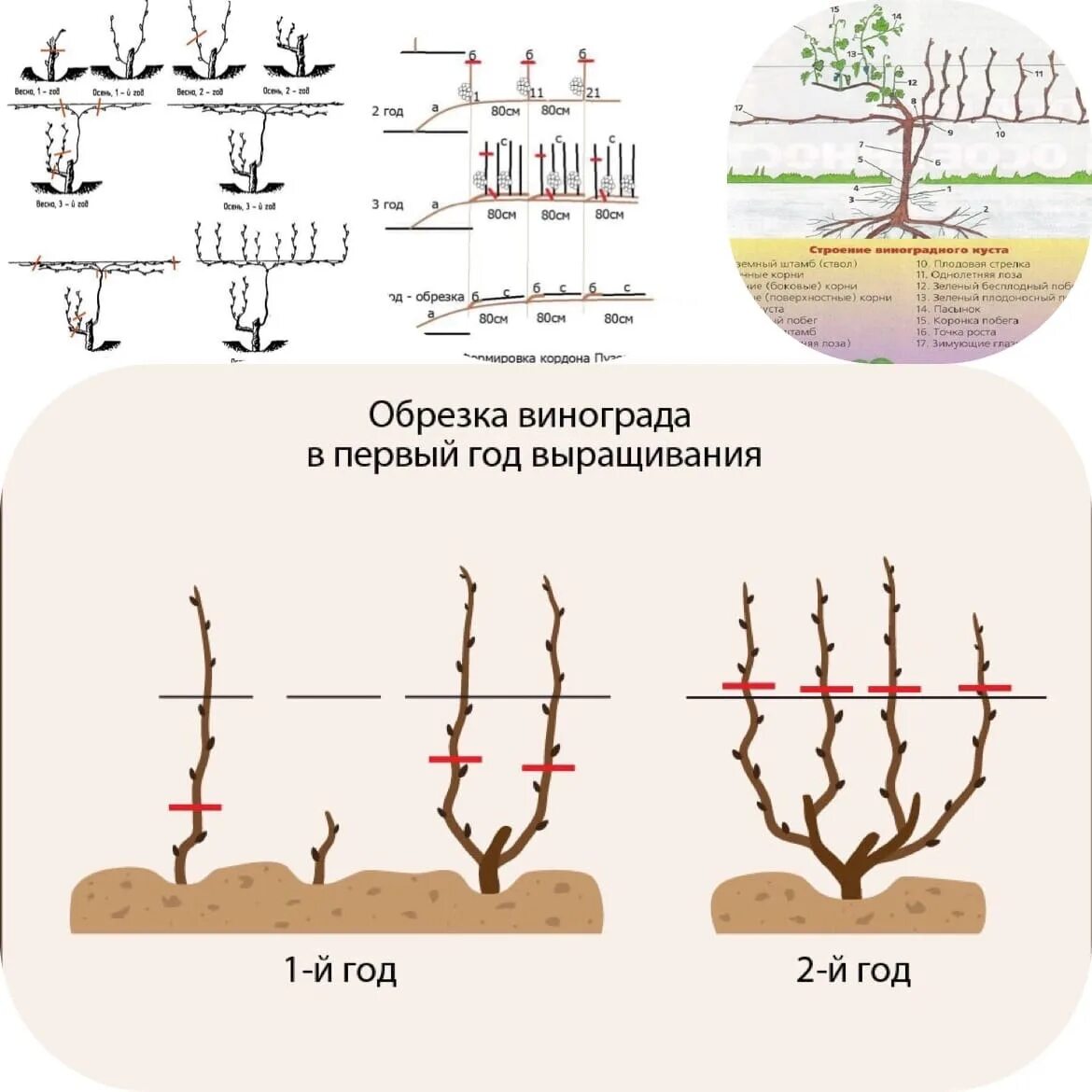 Правильно обрезать виноград весной для начинающих схема. Обрезка двухгодичного винограда. Правильная обрезка винограда. Обрезка винограда осенью. Как правильно обрезать виноград осенью.