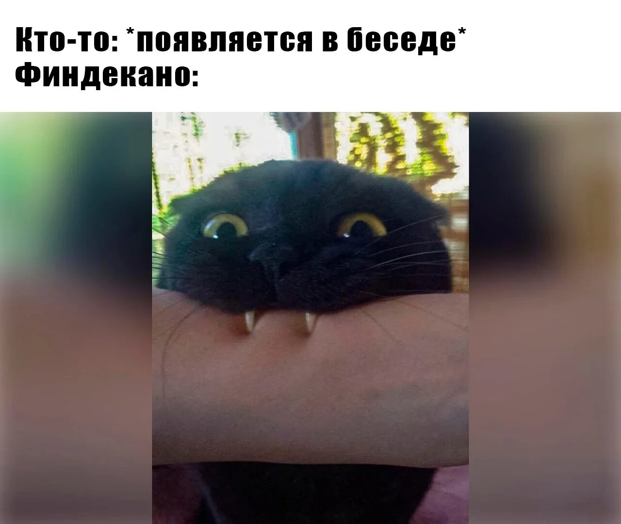 Укус пальца кошкой. Чёрный кот укусил. Кот Кусь. Кот кусает руку. Черный кот Кусь.