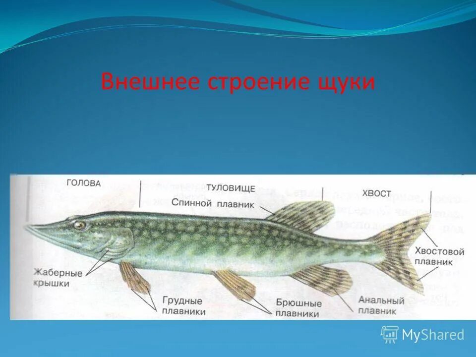 Внутреннее строение щуки. Строение щуки. Внешнее строение щуки. Щука строение тела.