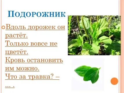 Про подорожник