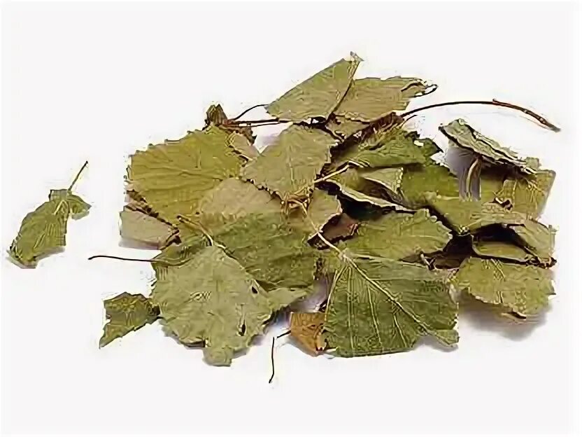 Листья березы купить. Засушенные листья березы. Березовый лист сухой. Сухие листья березы. Высушенный лист березы.