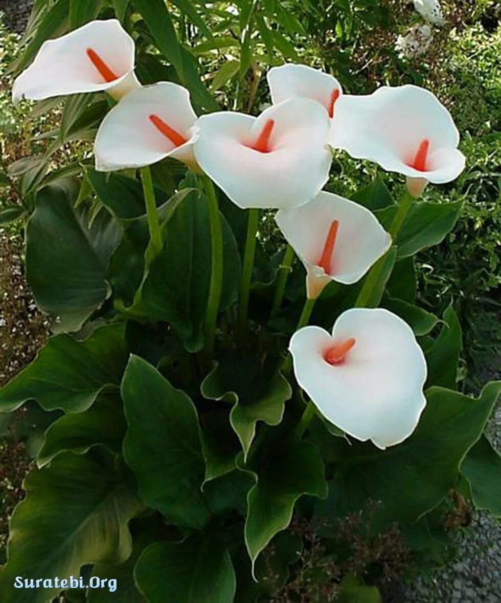 Домашняя коала цветок. Калла Зантедеския Zantedeschia aethiopica. Калла эфиопская (белокрыльник). Белокрыльник (Калла). Aethiopica Калла.