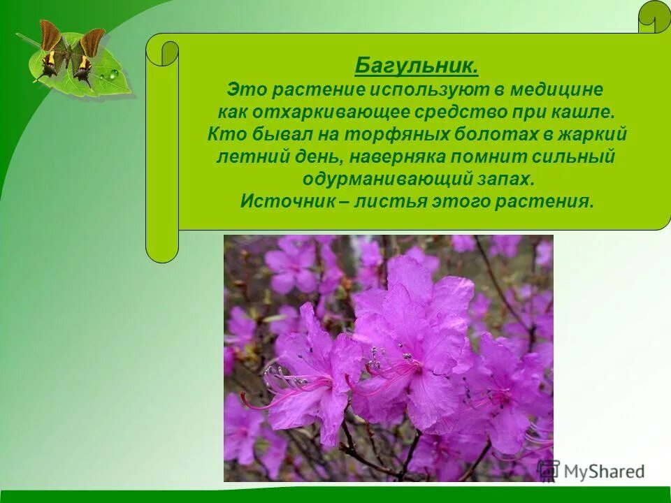 Для описания цветка используется