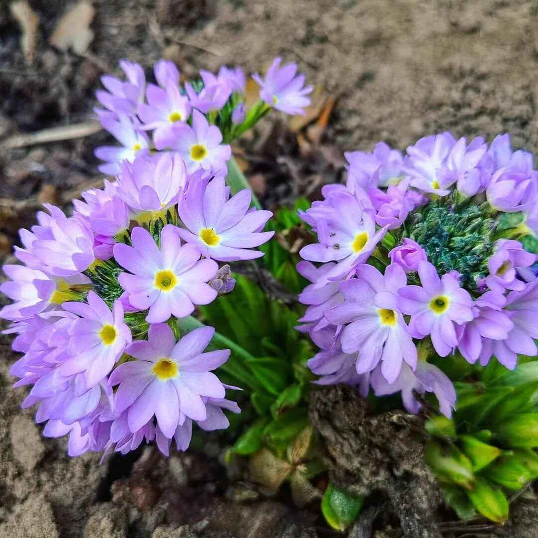 Примула горная. Первоцветы подснежники крокусы. Пролески, медуницы, примулы. Примула лесная желтая. Примула первоцвет весенний.