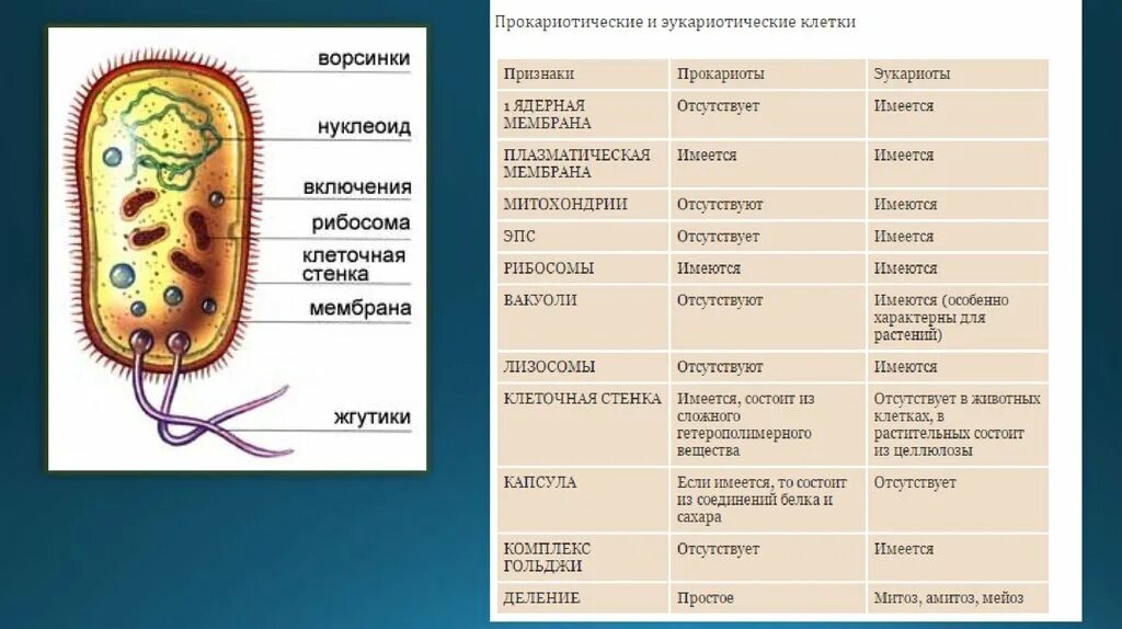 В клетках прокариот отсутствуют. Включения прокариотической клетки. Форма прокариотической клетки. Формы прокариотических клеток. Строение прокариотической клетки.