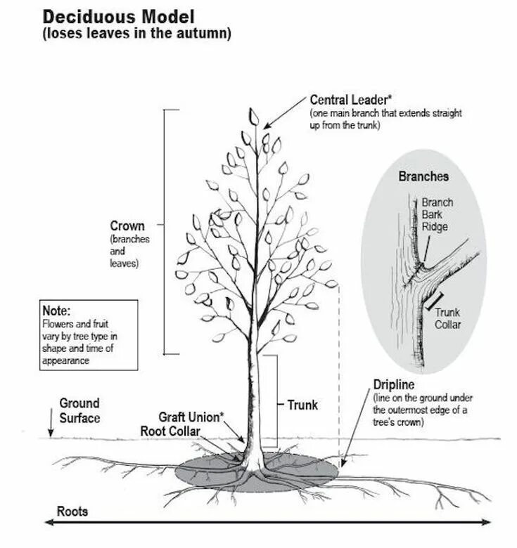 How trees. Tree crown projection. дерево tree of как сажать. roots branches trunk. how to do it a lifetime of tree shaping trees to sit on ответы.