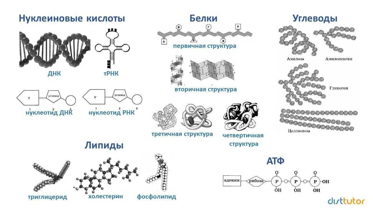 Химические соединения биология