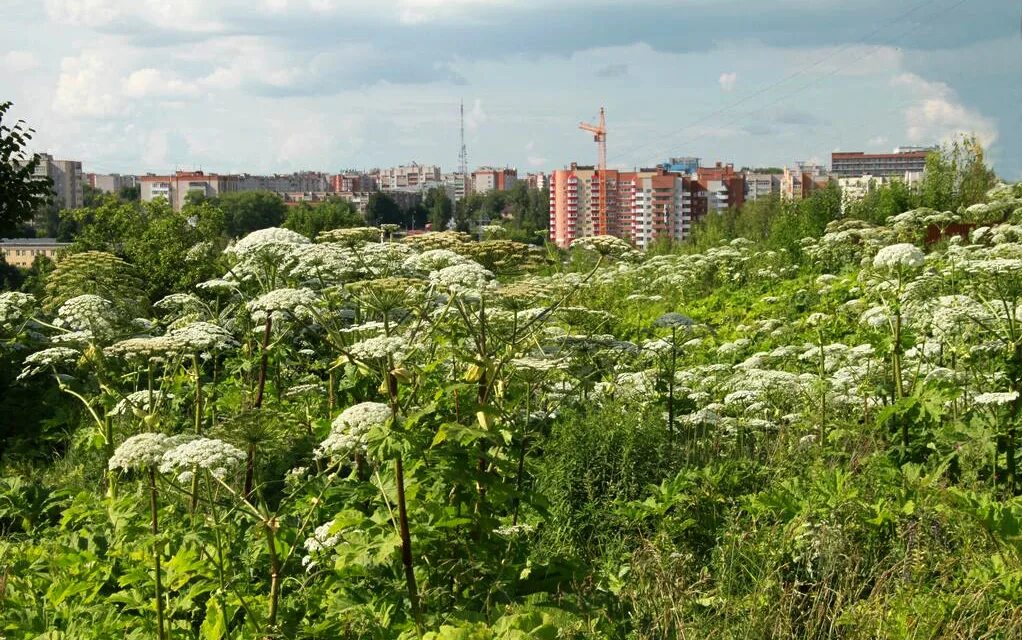 Смоленска цветок фото. Фото растения Смоленска.