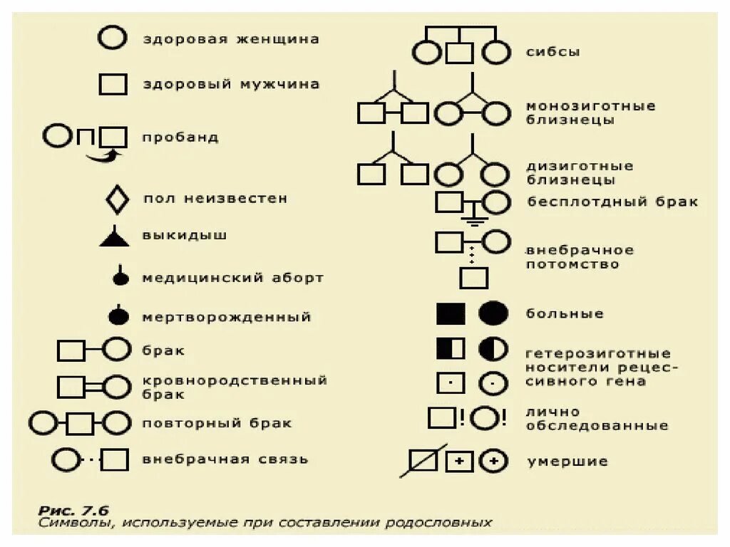 Условные обозначения в генеалогическом древе