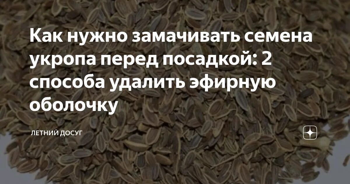 Сколько держать семена в воде. Замачивание семян укропа. Семена укропа посев. Как замочить семена укропа. Семена моркови замочить.