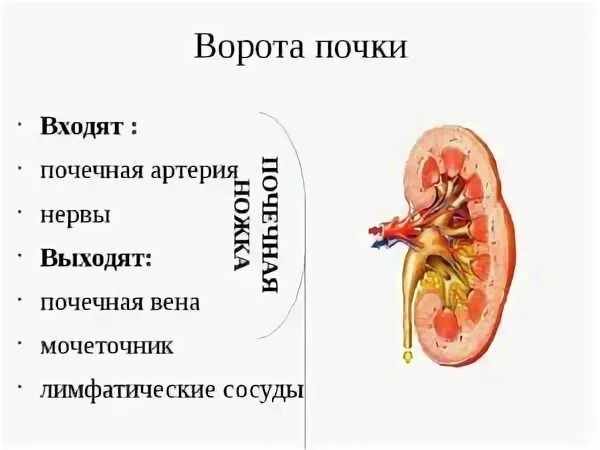 Строение почки почечные ворота. Ворота почки строение. Структуры ворот почек. Ворота почки схема.