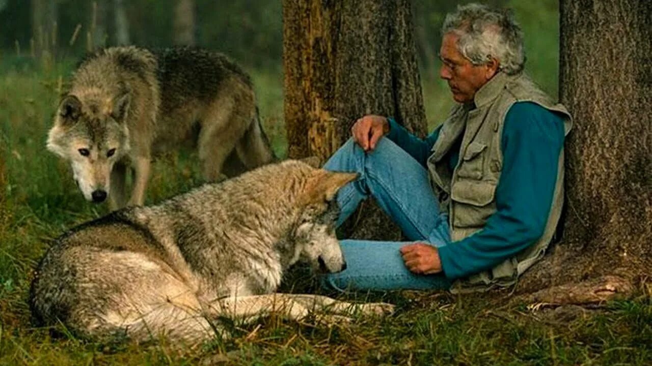 Сколько лет живут волки. Встреча с волком. Лесные животные и человек. Человек и дикий зверь.