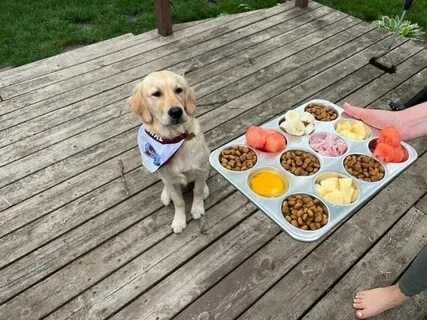 Собаки дыня