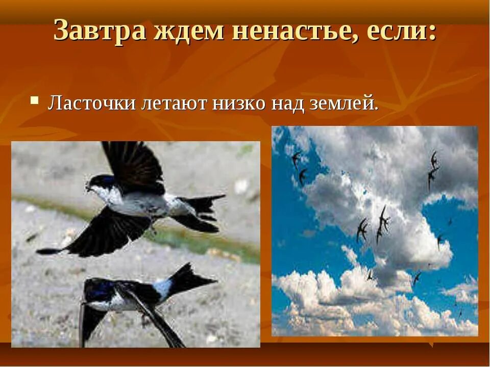 Ласточки летают низко над землей. Ласточки низко летают. Птицы низко летают. Ласточки низко летают примета. Приметы птицы низко летают.