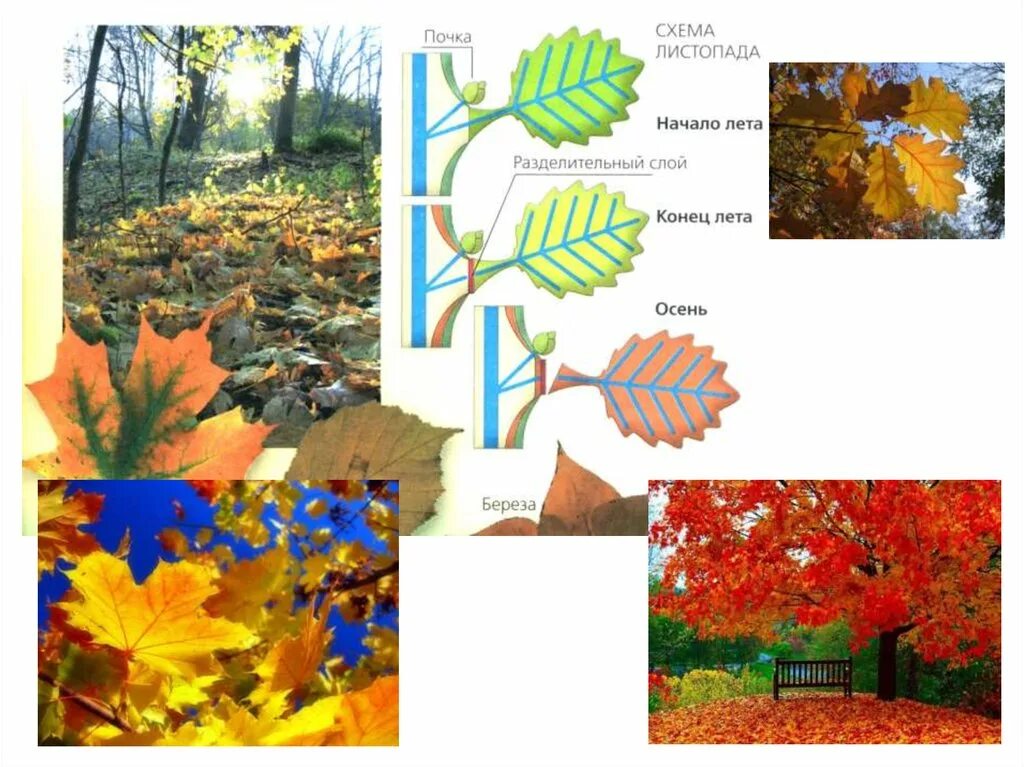 Листопад у растений. Выделение у растений листопад. Этапы листопада. Листопад биология 6 класс. Биология 6 класс тема листопад
