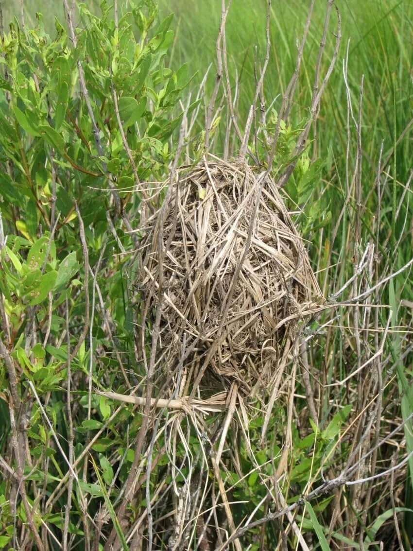 Plant nest. Гнездо в траве. Птичье гнездо. Гнездо камышовых птиц. Гнездо в камышах.