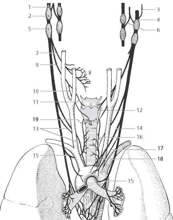 Блуждающий нерв рисунок. Схема блуждающего нерва. Блуждающий нерв. Блуждающий нерв схема. Ход блуждающего нерва.