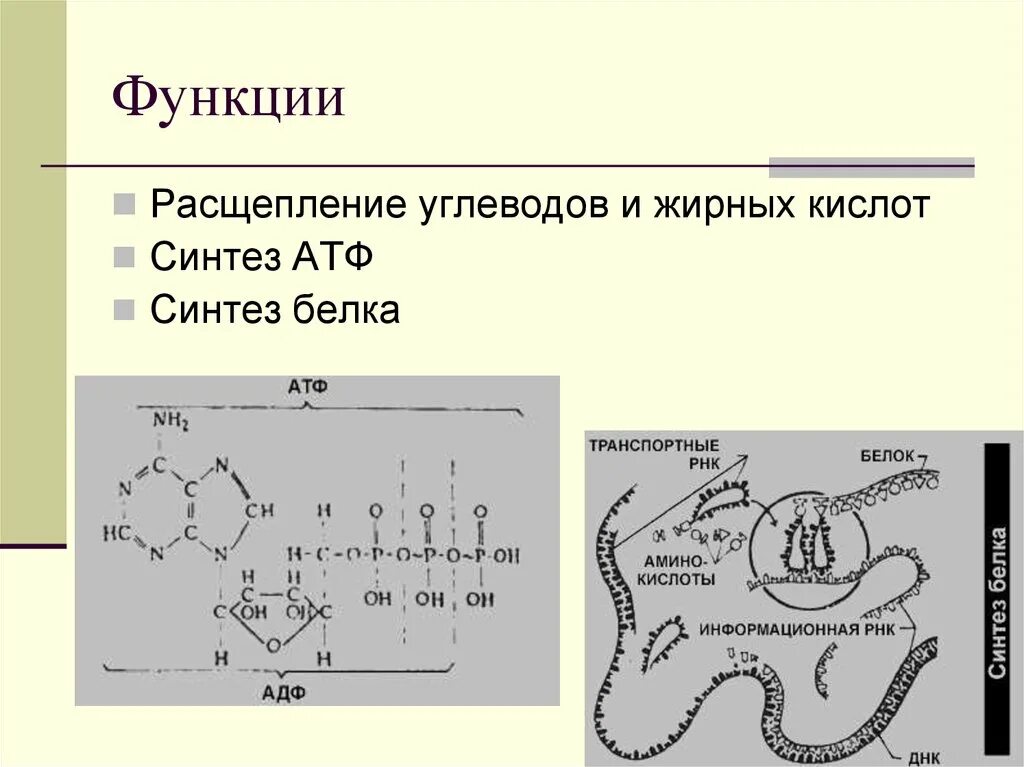 Синтез белка сопровождается АТФ. Синтез и распад АТФ. Схема расщепления углеводов. Схема синтеза и распада АТФ.