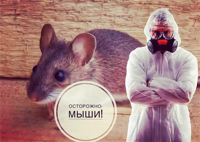 Войти в мышь