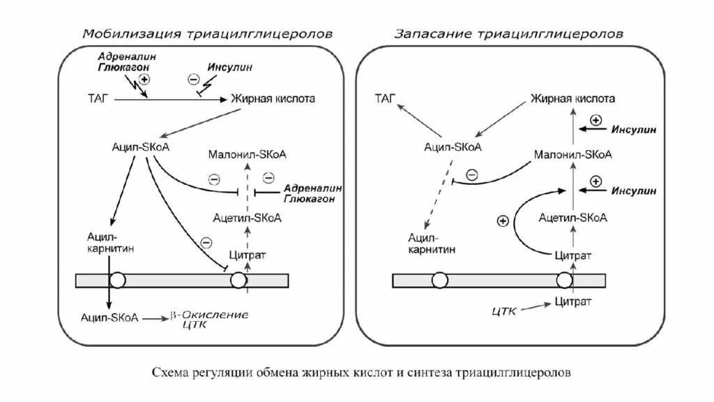 Жирные кислоты в печени. Схема действия инсулина на жировую ткань. Схема синтеза жирных кислот в печени. Глюкагон на Синтез жирных кислот. Схема липолиза биохимия.