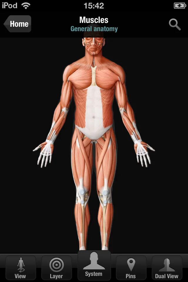 Создали приложение для организма приложение женского. Анатомия человека на живом примере. Body scanner app. Measure одежда. Body application.