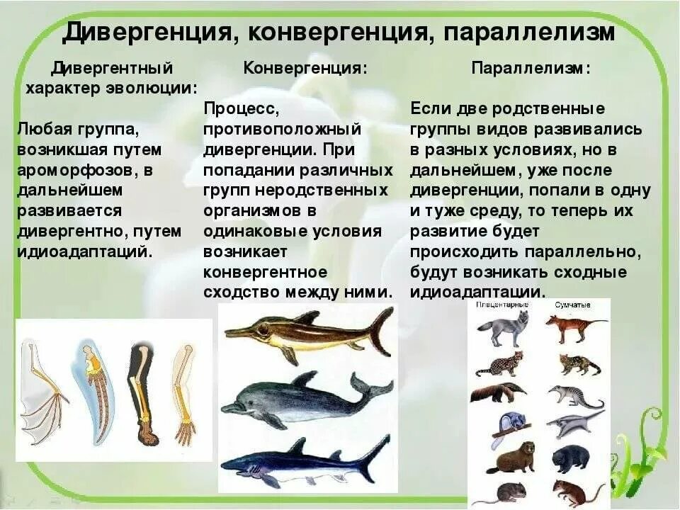 К какому классу относят позвоночных животных