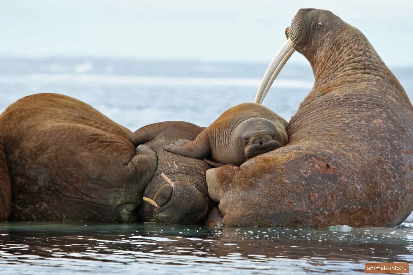 Лаптевский морж. Тихоокеанский Лаптевский морж. Морж Лаптевский подвид. Морж моржиха и моржонок.