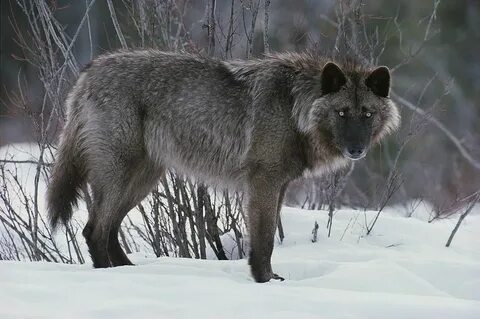 Чей волк