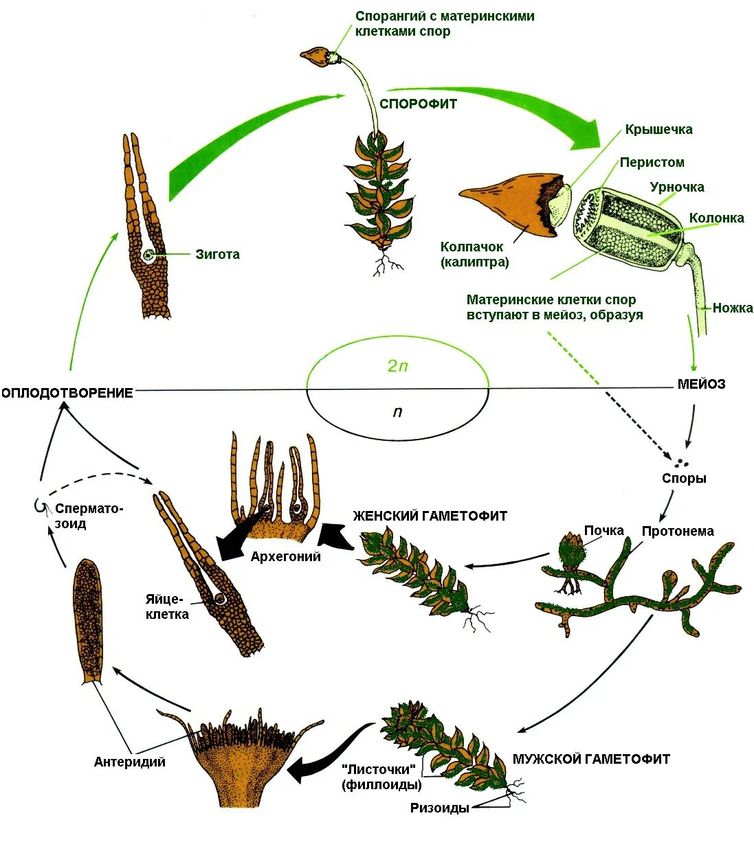 Цикл развития листостебельных мхов схема. Цикл Кукушкина льна схема ЕГЭ. Жизненный цикл мха Кукушкин лен схема ЕГЭ. Циклы развития растений гаметофит спорофит. Из чего образуется спорофит