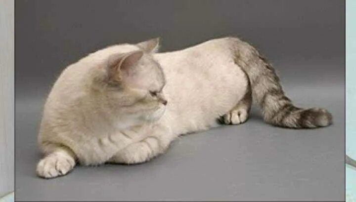 Готов к спариванию. Гениталии кролика самца. Спаривание котов. Вязка у собак. Готов к спариванию.