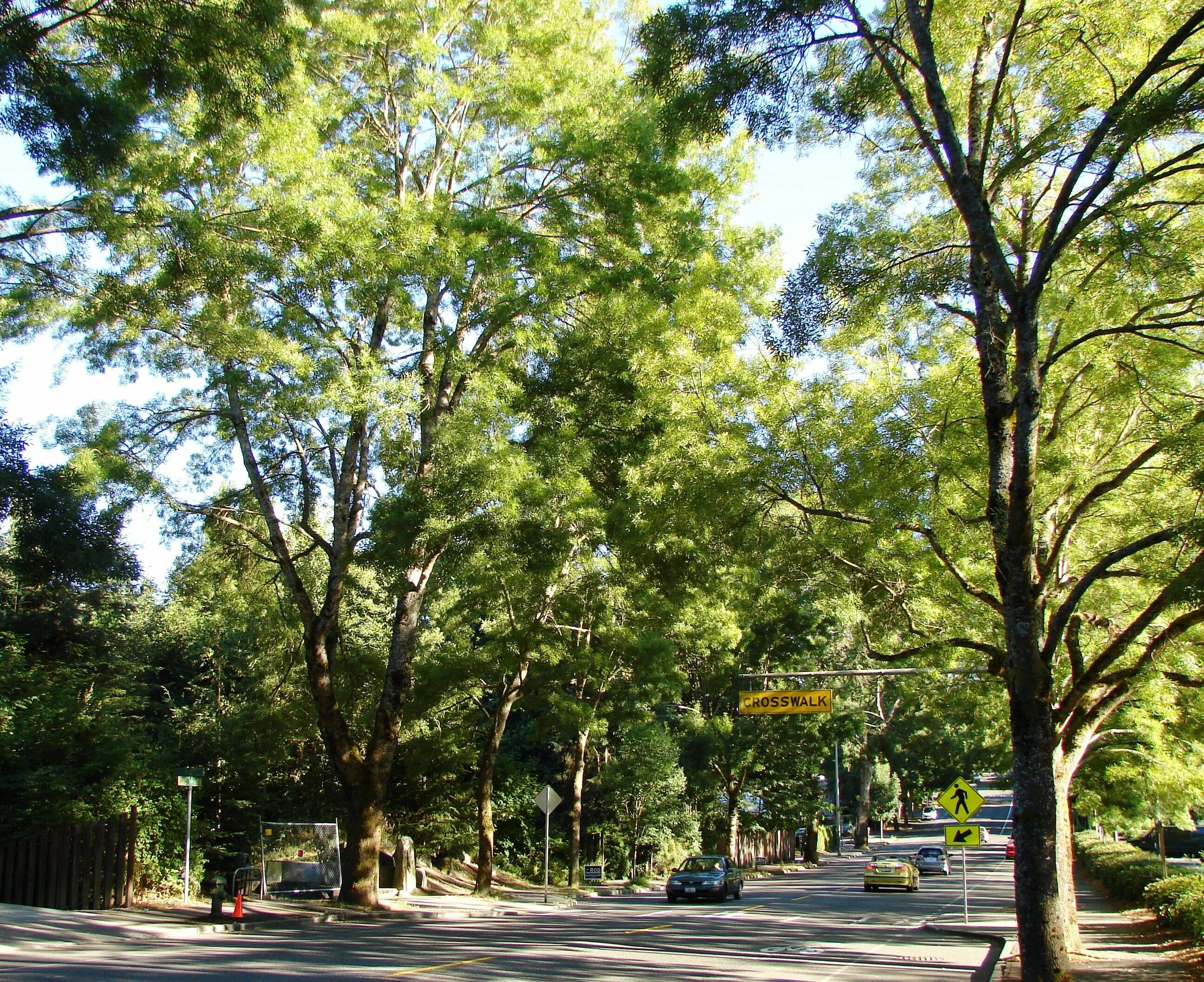 Жизнь деревьев в городе. Деревья в городе. Улица с деревьями. Панорама улицы с деревьями. Много деревьев в городе.