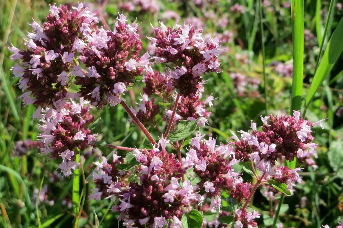 Душица обыкновенная (Origanum vulgare). Душица обыкновенная (Oríganum vulgáre). Душица диабло. Душица обыкновенная Дьябло